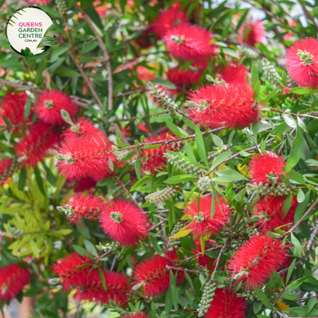 "A detailed image of the Callistemon 'Candy Pink' plant, showcasing its unique and vibrant features. The bottlebrush-like spikes of candy pink flowers stand out against the backdrop of slender green foliage. The compact and ornamental nature of the Callistemon 'Candy Pink' makes it a delightful addition to garden landscapes, offering a burst of color and charm. The plant's distinctive flowers add visual interest, creating a lively and appealing focal point in outdoor settings."