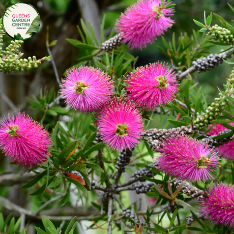 Close-up of Callistemon Hot Pink: This image showcases a detailed view of the Callistemon Hot Pink flower. The vibrant pink flower spikes are densely packed and extend from the tip of the branch, creating a striking display. Each individual flower features a cylindrical shape with a cluster of long stamens emerging from the center, giving it a bottlebrush-like appearance. The bright pink coloration contrasts beautifully against the backdrop of glossy green leaves.