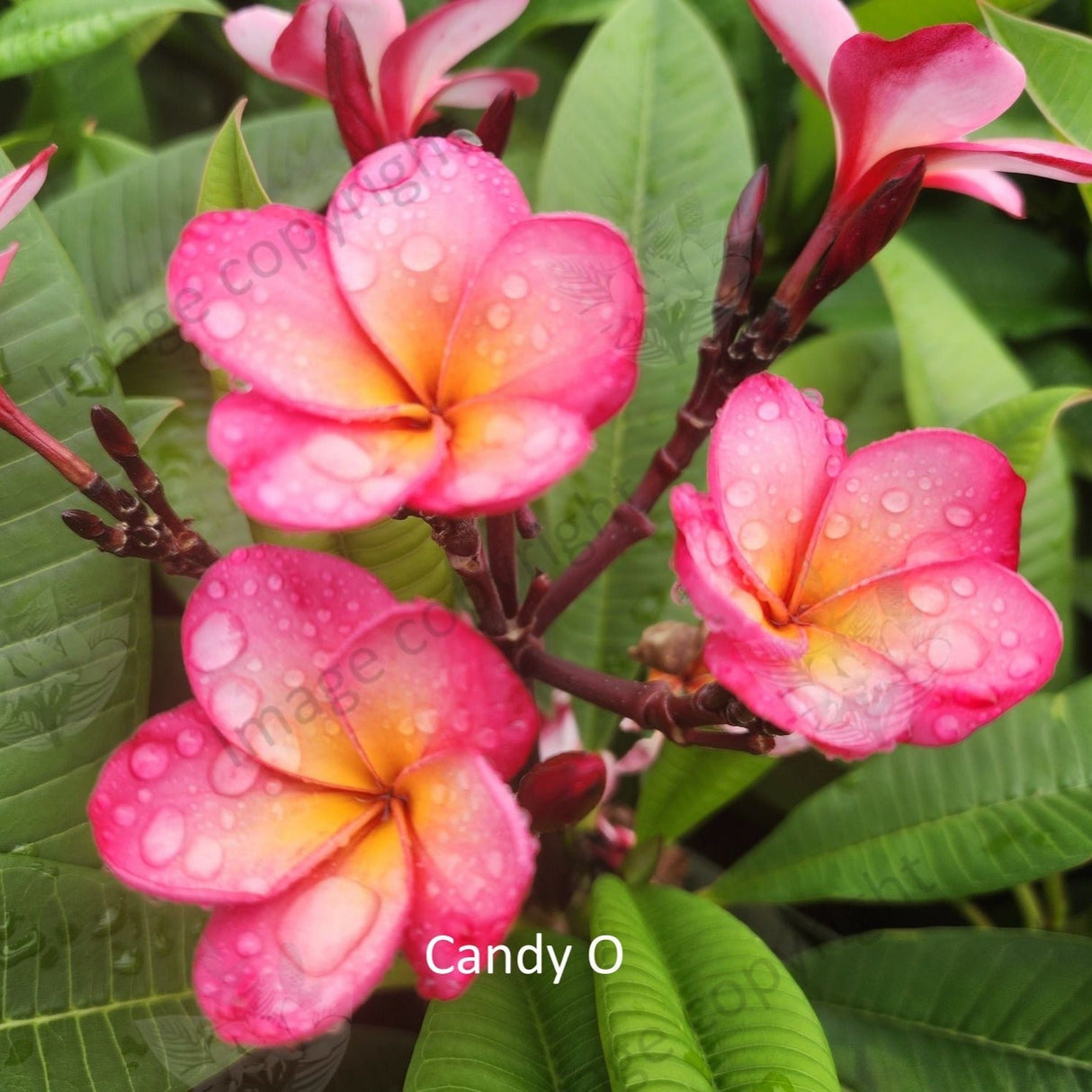 "Close-up of Candy O Frangipani: Delicate pink and yellow hues blend gracefully on the petals, forming a captivating floral pattern. The intricate details of the flower, including its subtle gradients and soft textures, are highlighted in this up-close view, radiating a sense of beauty and charm."