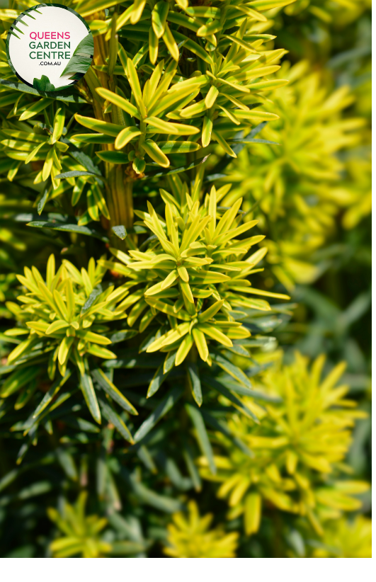 "A detailed view of the Cephalotaxus harringtonia 'Fastigiata,' commonly known as Plum Yew, showcasing its distinctive upright form and evergreen foliage. The densely arranged, dark green needles create a compact and columnar appearance. 'Fastigiata' is a cultivar celebrated for its narrow, upright growth habit, making it a versatile and space-saving addition to garden landscapes. The deep greenery and slender profile of this Plum Yew contribute to its ornamental appeal, 