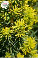 "A detailed view of the Cephalotaxus harringtonia 'Fastigiata,' commonly known as Plum Yew, showcasing its distinctive upright form and evergreen foliage. The densely arranged, dark green needles create a compact and columnar appearance. 'Fastigiata' is a cultivar celebrated for its narrow, upright growth habit, making it a versatile and space-saving addition to garden landscapes. The deep greenery and slender profile of this Plum Yew contribute to its ornamental appeal, 