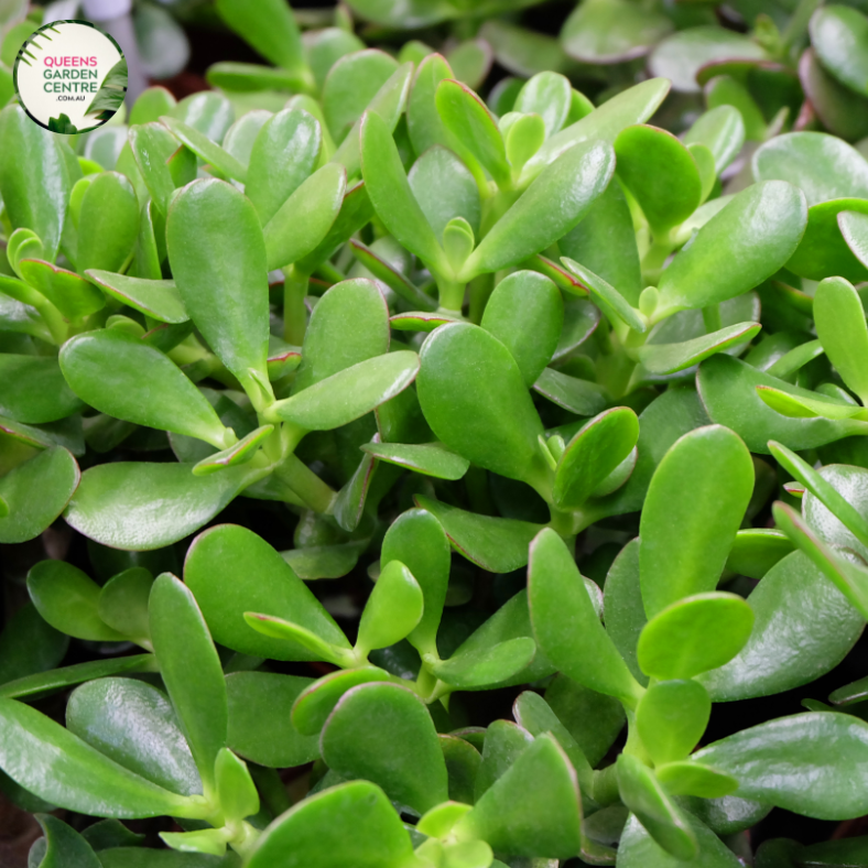 Crassula Ovata