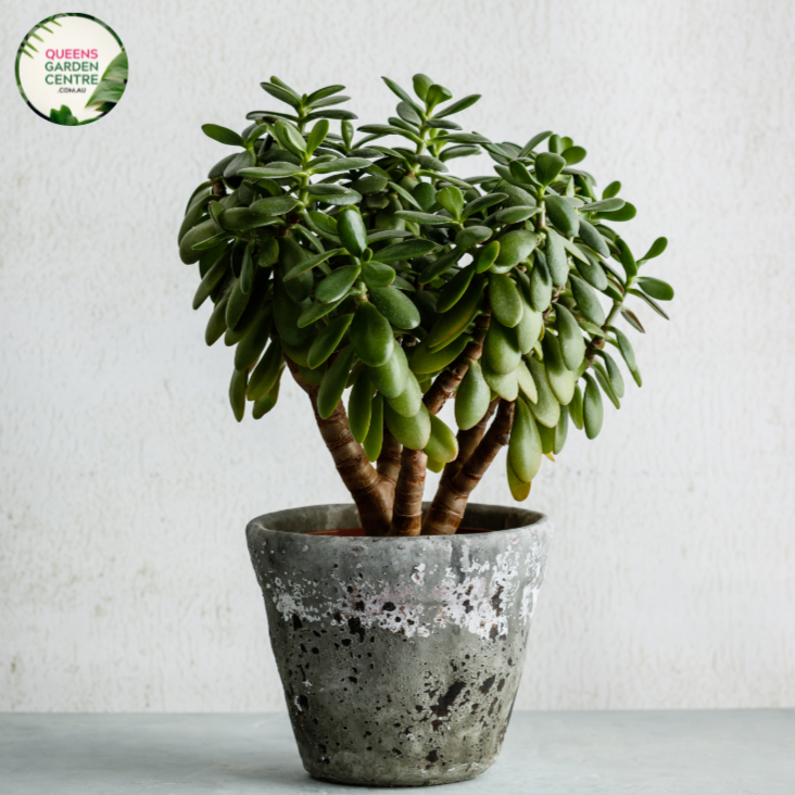 Crassula Ovata
