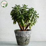 Crassula Ovata