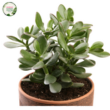 Crassula Ovata