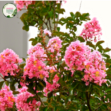 Alt text: Lagerstroemia indica x L. fauriei 'Biloxi,' commonly known as Crepe Myrtle Biloxi, a deciduous shrub or small tree with vibrant, crinkled flowers. This cultivar is recognized for its showy panicles of pink to lavender blooms, providing a burst of color in summer. Ideal for gardens and landscapes, it adds both ornamental beauty and seasonal interest.