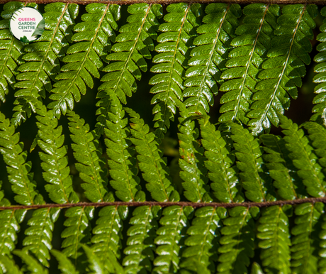 Cyathea australis