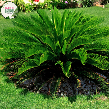 Alt text: Cycas thouarsii, commonly known as the Madagascar Sago Palm, is a striking cycad with feathery, dark green fronds. This tropical plant, resembling a palm, features a crown of arching, pinnate leaves that add a touch of elegance to gardens and landscapes. The robust, palm-like appearance makes it a popular choice for both indoor and outdoor ornamental use.