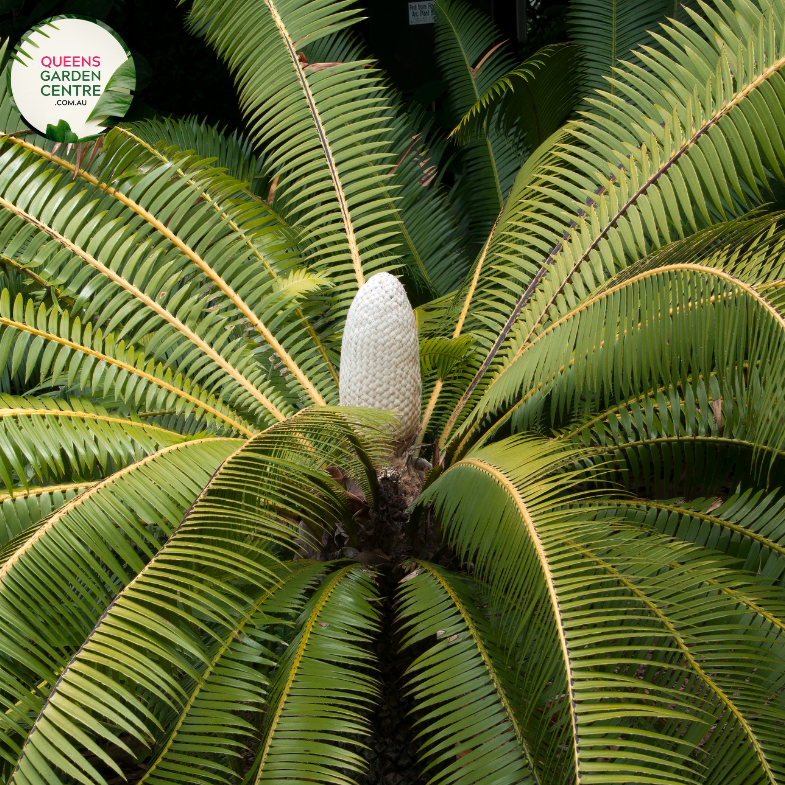Alt text: Dioon spinulosum, also known as the Giant Dioon or Mexican Dioon, is a striking cycad with robust, palm-like fronds. Native to Mexico, this cycad species features stiff, upright leaves arranged in a symmetrical rosette. The deep green foliage adds a tropical ambiance to gardens and landscapes, making it a popular choice for both indoor and outdoor ornamental use.