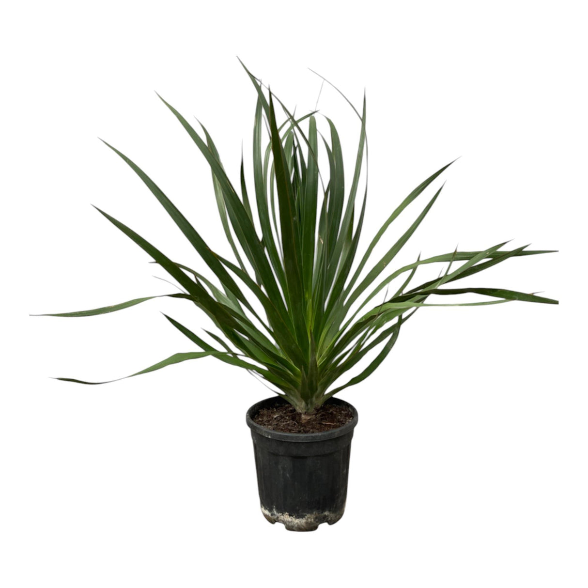 Dracaena Draco