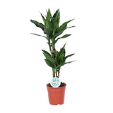 Dracaena Janet Lind