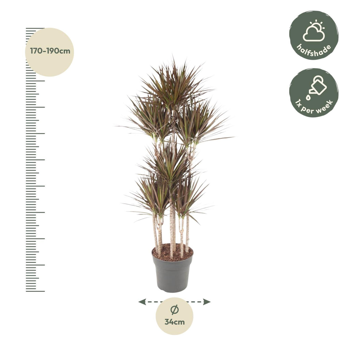 Dracaena Magenta