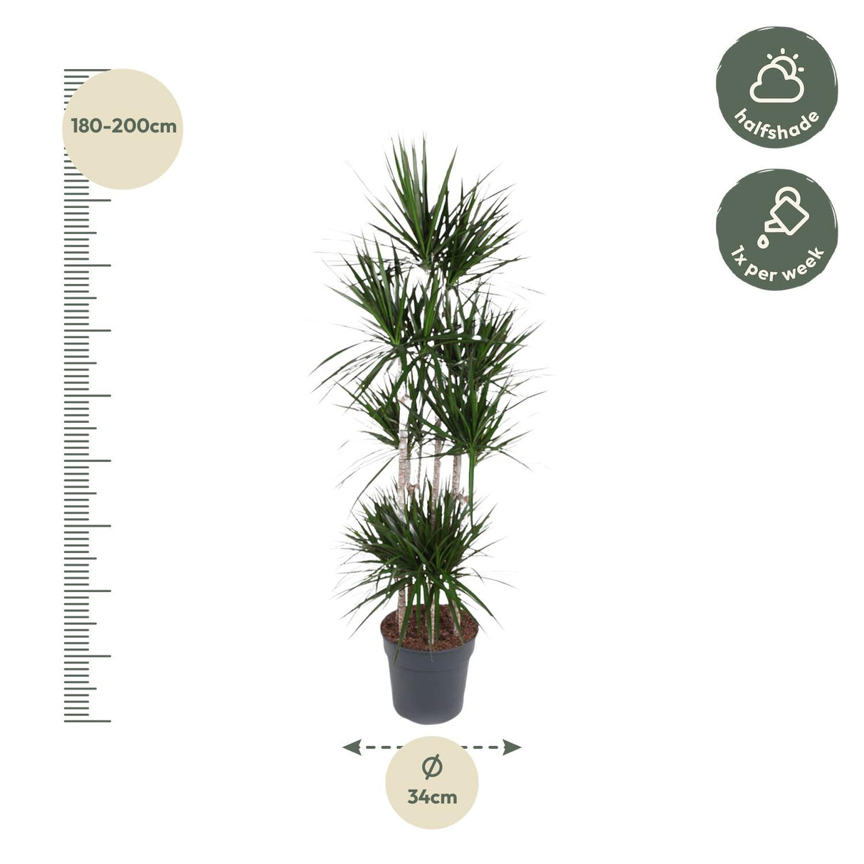 Dracaena Marginata Carrousel