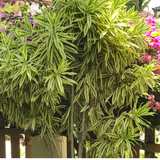 Dracaena reflexa Song of India