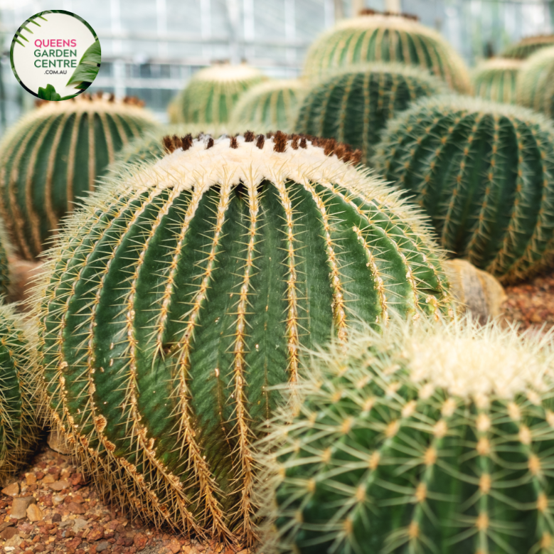 Alt text: Echinocactus grusonii Albispinus, commonly known as White Barrel Cactus, is a cultivar of the iconic golden barrel cactus. It features a spherical shape with numerous white radial spines protruding from its surface. Native to Mexico, this ornamental cactus adds a unique touch to arid landscapes and succulent gardens. It thrives in well-draining soil and full sunlight, producing yellow flowers during the summer months.