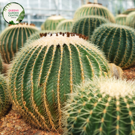 Alt text: Echinocactus grusonii Albispinus, commonly known as White Barrel Cactus, is a cultivar of the iconic golden barrel cactus. It features a spherical shape with numerous white radial spines protruding from its surface. Native to Mexico, this ornamental cactus adds a unique touch to arid landscapes and succulent gardens. It thrives in well-draining soil and full sunlight, producing yellow flowers during the summer months.