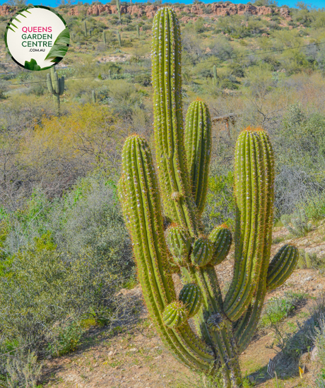 Alt text: Echinopsis terscheckii, also known as the Argentine Saguaro or Cardon Grande, is a tall and columnar cactus species native to South America. It features a thick, ribbed stem with clusters of long, sharp spines. In spring, it produces large, white, funnel-shaped flowers that open at night and emit a sweet fragrance to attract pollinators. This impressive cactus adds a dramatic and sculptural element to arid gardens and desert landscapes.