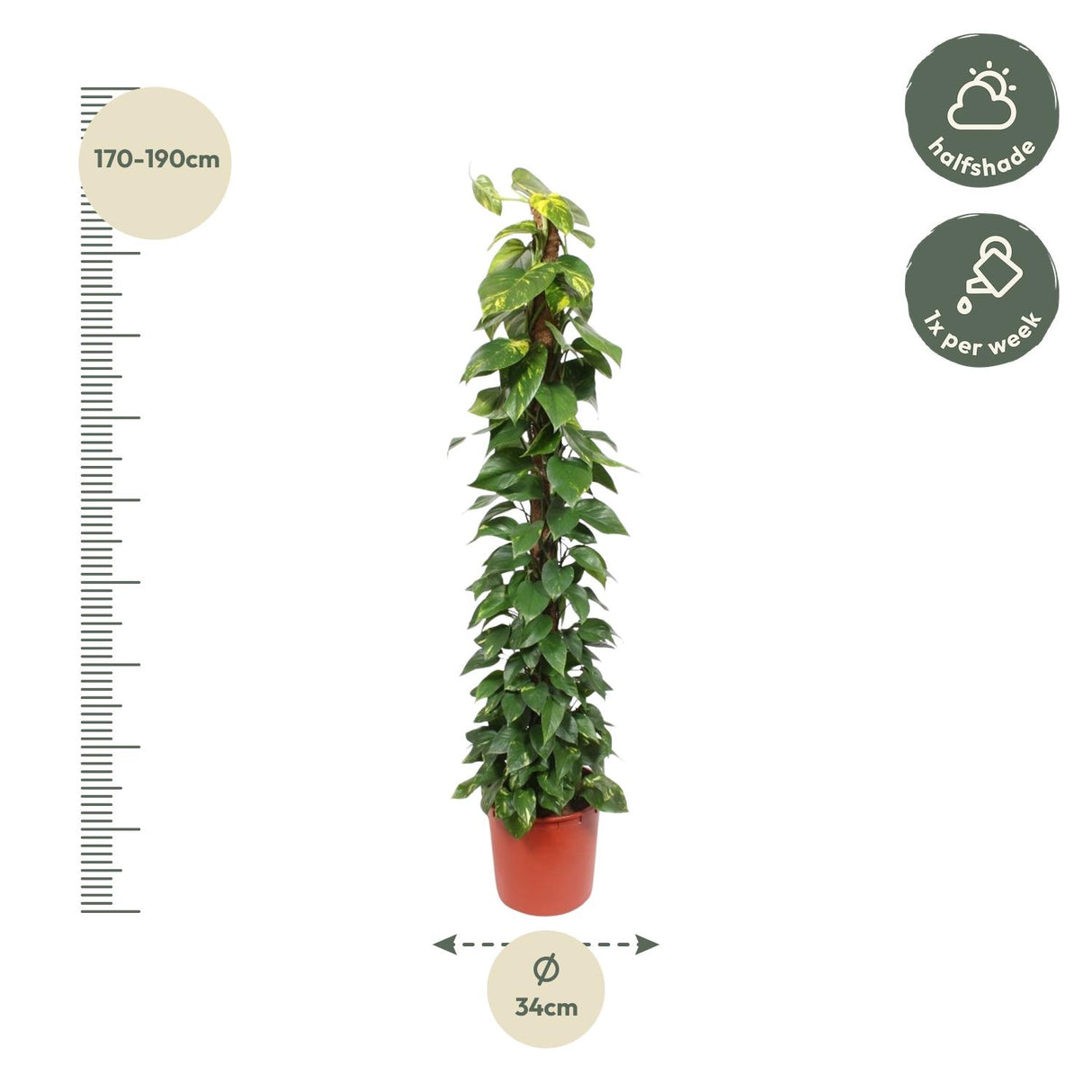 Epipremnum Aureum moss stick