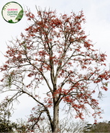 Alt text: Erythrina caffra, also known as the Coast Coral Tree, is a deciduous tree native to southern Africa. It features striking red flowers that bloom in clusters atop its bare branches, typically in spring. The tree has a spreading canopy and compound leaves, making it an attractive addition to gardens and landscapes.