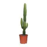 Euphorbia Acrurensis - Ø24cm - ↕90cm - Ø24 - ↨60cm 