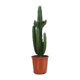 Euphorbia Acrurensis - Ø24cm - ↕90cm - Ø24 - ↨60cm 