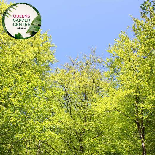 Alt text: Close-up photo of Fagus sylvatica, the European Beech plant. Featuring oval-shaped leaves with a vibrant green hue, this deciduous tree adds elegance and natural beauty to landscapes.