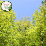Alt text: Close-up photo of Fagus sylvatica, the European Beech plant. Featuring oval-shaped leaves with a vibrant green hue, this deciduous tree adds elegance and natural beauty to landscapes.