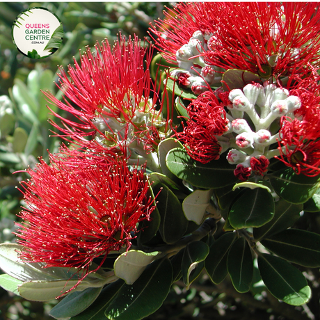 "Close-up view of Feijoa sellowiana, commonly known as Pineapple Guava or Feijoa, displaying its green, egg-shaped fruit and evergreen foliage. This shrub is valued for its unique, tropical appearance and edible fruit, making it a delightful addition to gardens and landscapes."