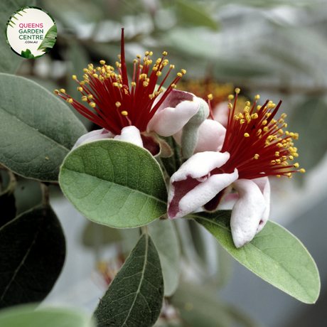 "Close-up view of Feijoa sellowiana, commonly known as Pineapple Guava or Feijoa, displaying its green, egg-shaped fruit and evergreen foliage. This shrub is valued for its unique, tropical appearance and edible fruit, making it a delightful addition to gardens and landscapes."