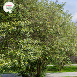 "Close-up view of Feijoa sellowiana, commonly known as Pineapple Guava or Feijoa, displaying its green, egg-shaped fruit and evergreen foliage. This shrub is valued for its unique, tropical appearance and edible fruit, making it a delightful addition to gardens and landscapes."