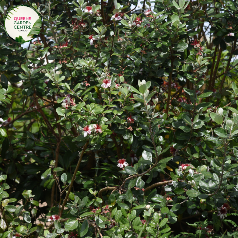 "Close-up view of Feijoa sellowiana, commonly known as Pineapple Guava or Feijoa, displaying its green, egg-shaped fruit and evergreen foliage. This shrub is valued for its unique, tropical appearance and edible fruit, making it a delightful addition to gardens and landscapes."