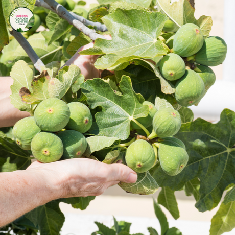 "Close-up view of Ficus carica 'Black Genoa,' showcasing its dark purple to black figs against a backdrop of large, lobed leaves. This deciduous fruit tree adds a touch of sophistication and delicious harvest to gardens and landscapes."
