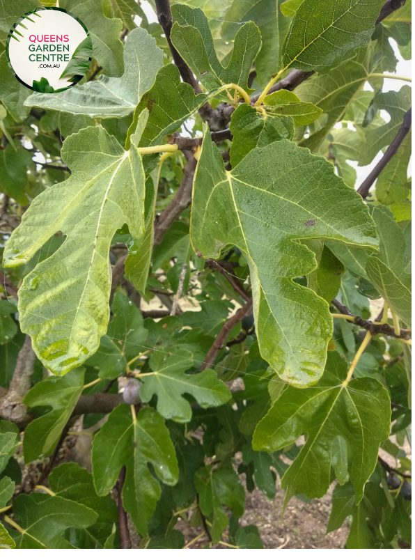 "Close-up view of Ficus carica 'Black Genoa,' showcasing its dark purple to black figs against a backdrop of large, lobed leaves. This deciduous fruit tree adds a touch of sophistication and delicious harvest to gardens and landscapes."