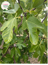 "Close-up view of Ficus carica 'Black Genoa,' showcasing its dark purple to black figs against a backdrop of large, lobed leaves. This deciduous fruit tree adds a touch of sophistication and delicious harvest to gardens and landscapes."