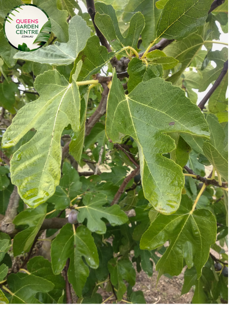 "Close-up view of Ficus carica 'Black Genoa,' showcasing its dark purple to black figs against a backdrop of large, lobed leaves. This deciduous fruit tree adds a touch of sophistication and delicious harvest to gardens and landscapes."