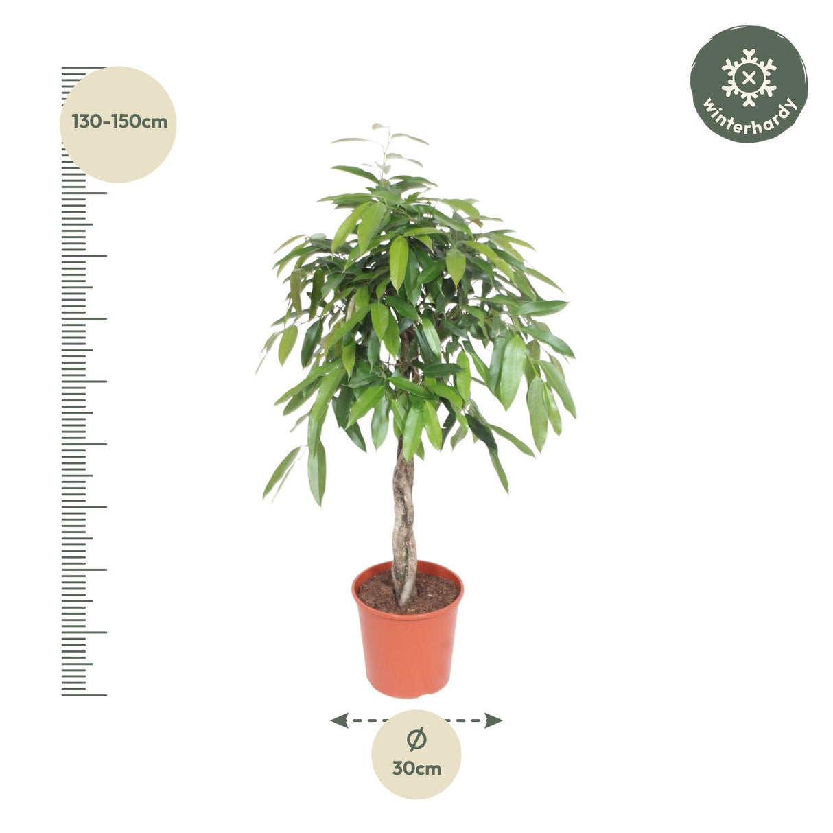 Ficus Amstel King braided trunk