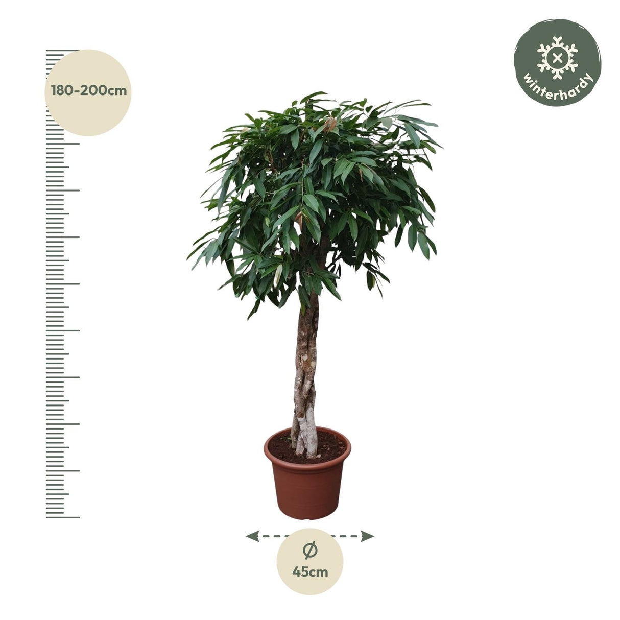 Ficus Amstel King braided trunk
