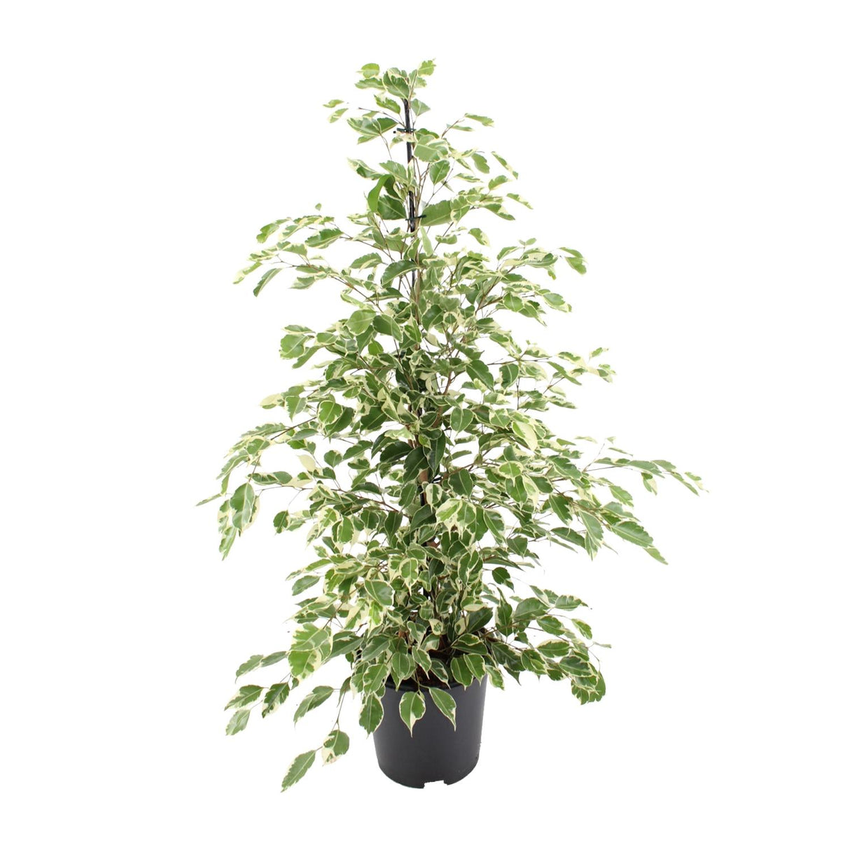 Ficus benjamina Twilight