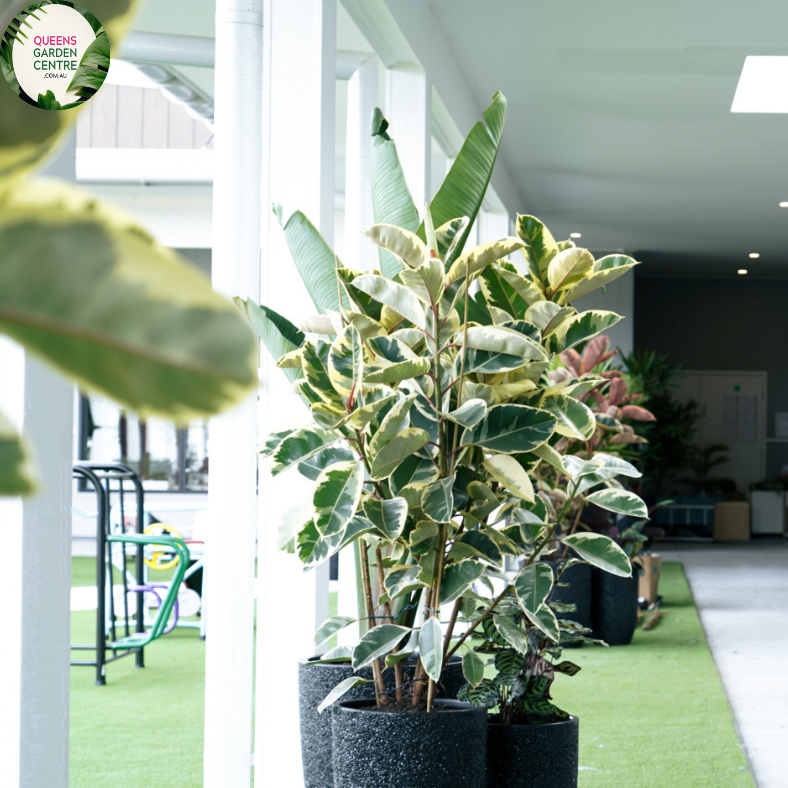 Ficus Teneke