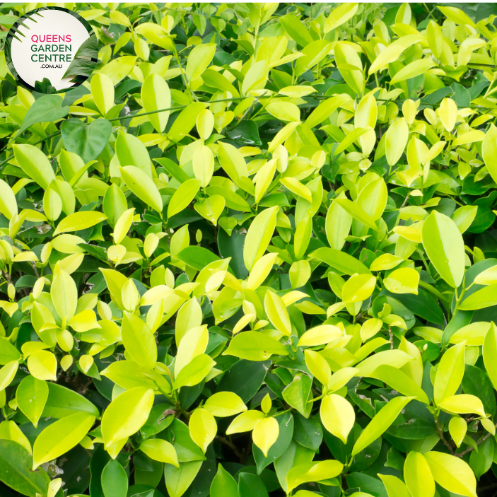 Alt text: Ficus microcarpa 'Hillii' Standards plant, featuring a pair of elegantly pruned standards with glossy green leaves. Ideal for creating a sophisticated focal point in both indoor and outdoor settings, adding a touch of natural refinement to any space.