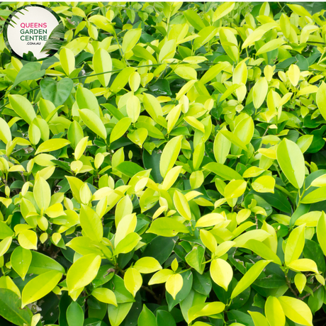 Alt text: Ficus microcarpa 'Hillii' Standards plant, featuring a pair of elegantly pruned standards with glossy green leaves. Ideal for creating a sophisticated focal point in both indoor and outdoor settings, adding a touch of natural refinement to any space.