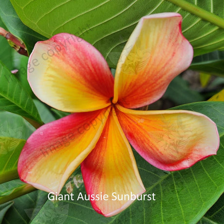"Close-up of Giant Aussie Sunburst Frangipani: The large, radiant petals of the flower exhibit a striking gradient of golden yellow transitioning to vibrant orange at the edges. Delicate streaks of red accentuate the warm hues, while the intricate textures of the petals create a captivating visual display. This close-up shot beautifully highlights the vibrant colors and intricate details of the Giant Aussie Sunburst Frangipani plant."