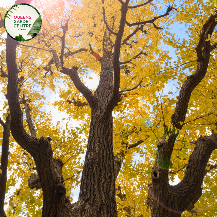 Alt text: Ginkgo biloba, commonly known as the Maidenhair Tree, featuring distinctive fan-shaped leaves. This deciduous tree is renowned for its unique foliage, which turns vibrant yellow in the fall. A resilient and ancient species, the Ginkgo Biloba adds both ornamental value and historical significance to gardens and landscapes.