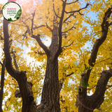 Alt text: Ginkgo biloba, commonly known as the Maidenhair Tree, featuring distinctive fan-shaped leaves. This deciduous tree is renowned for its unique foliage, which turns vibrant yellow in the fall. A resilient and ancient species, the Ginkgo Biloba adds both ornamental value and historical significance to gardens and landscapes.