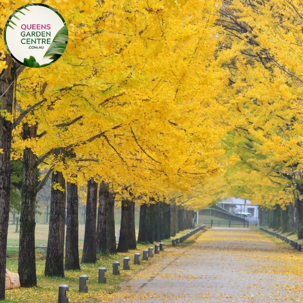 Alt text: Ginkgo biloba, commonly known as the Maidenhair Tree, featuring distinctive fan-shaped leaves. This deciduous tree is renowned for its unique foliage, which turns vibrant yellow in the fall. A resilient and ancient species, the Ginkgo Biloba adds both ornamental value and historical significance to gardens and landscapes.