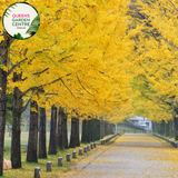 Alt text: Ginkgo biloba, commonly known as the Maidenhair Tree, featuring distinctive fan-shaped leaves. This deciduous tree is renowned for its unique foliage, which turns vibrant yellow in the fall. A resilient and ancient species, the Ginkgo Biloba adds both ornamental value and historical significance to gardens and landscapes.