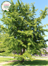 Alt text: Ginkgo biloba, commonly known as the Maidenhair Tree, featuring distinctive fan-shaped leaves. This deciduous tree is renowned for its unique foliage, which turns vibrant yellow in the fall. A resilient and ancient species, the Ginkgo Biloba adds both ornamental value and historical significance to gardens and landscapes.