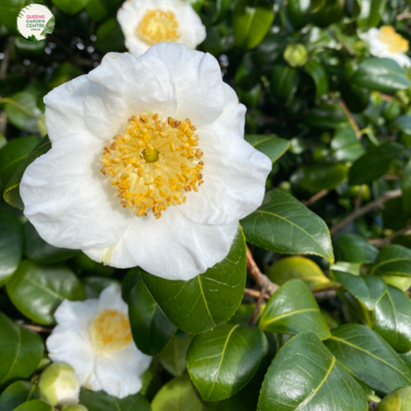 "Close-up view of Gordonia axillaris, commonly known as Fried Egg Plant or Franklin Tree, displaying its white, camellia-like flowers with prominent yellow stamens. This evergreen tree adds a touch of elegance and beauty to gardens and landscapes."