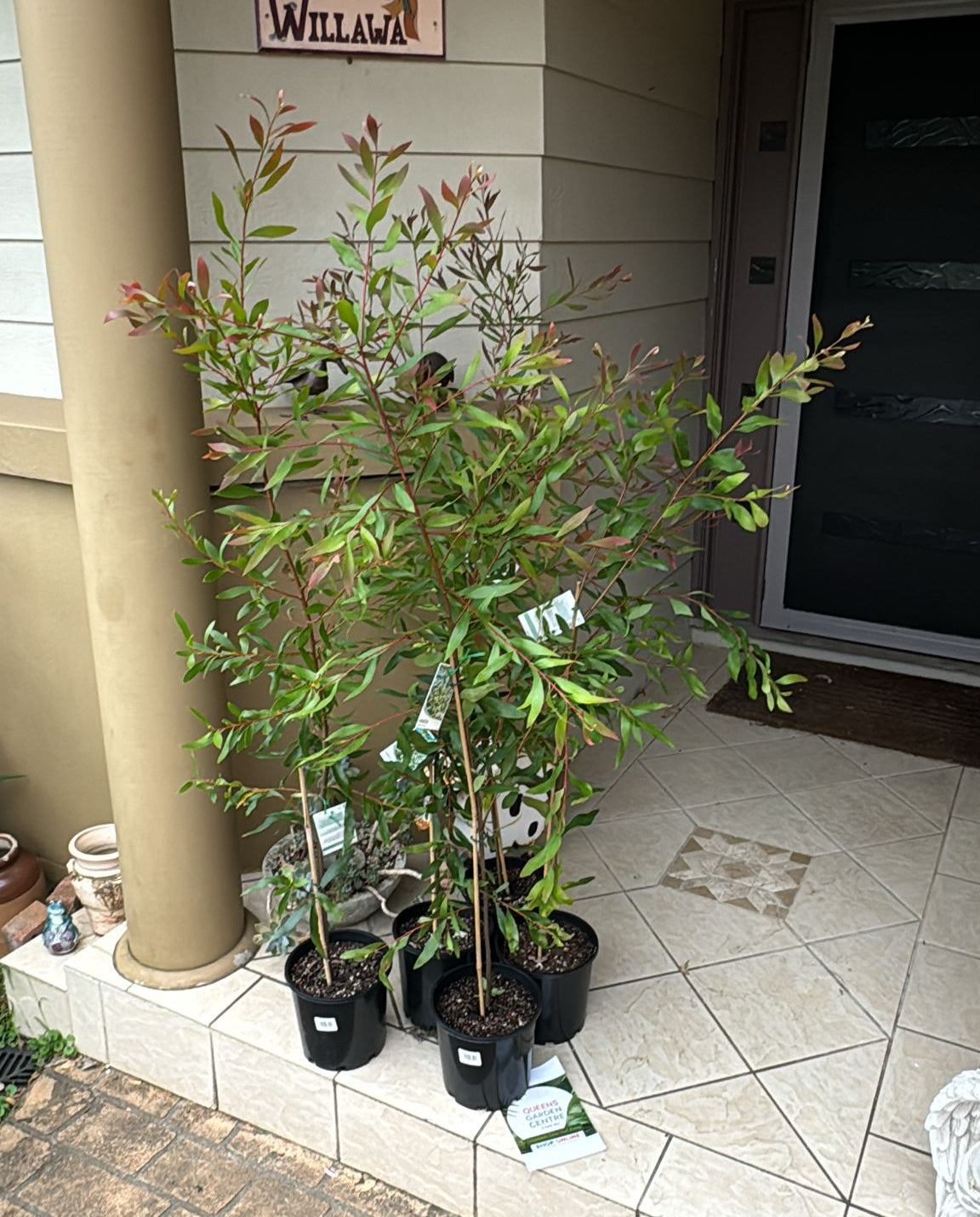 Hakea Salicifolia