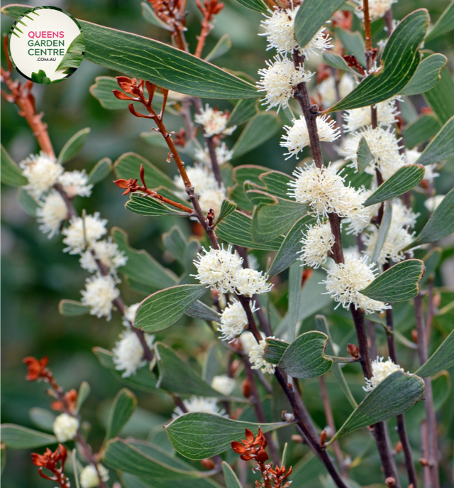  "A captivating image featuring the Hakea salicifolia plant, commonly known as the Willow-leaved Hakea. This evergreen shrub showcases slender, willow-like leaves and is adorned with clusters of intricate, cream-colored flowers. The foliage creates a graceful and airy appearance, adding a touch of elegance to the landscape. Hakea salicifolia is valued for its unique form and ornamental appeal.